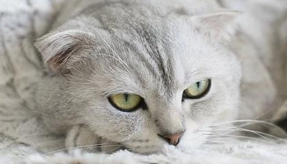 CBA-徐杰17+9萨林杰17+10 广东97-94力克广州